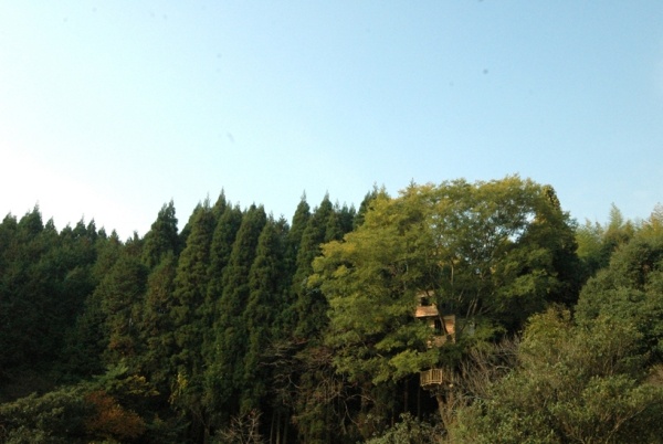 Tree house hotel-udržateľná výstavba Japonsko