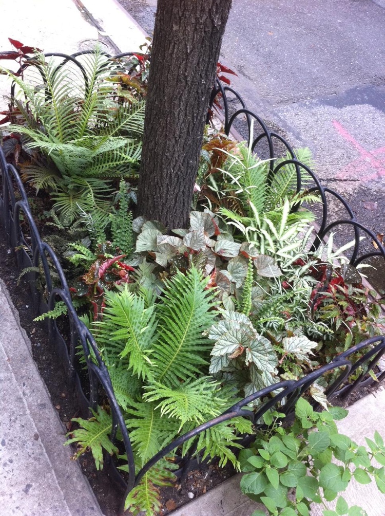 Pouličné stromy s nápadmi na výsadbu papradí