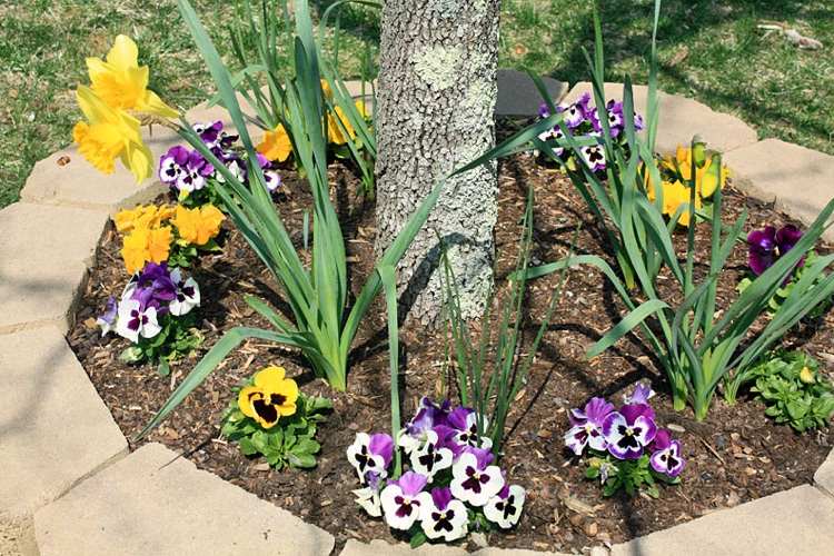 Plátok stromu s fialkami pod výsadbou polohy slnko