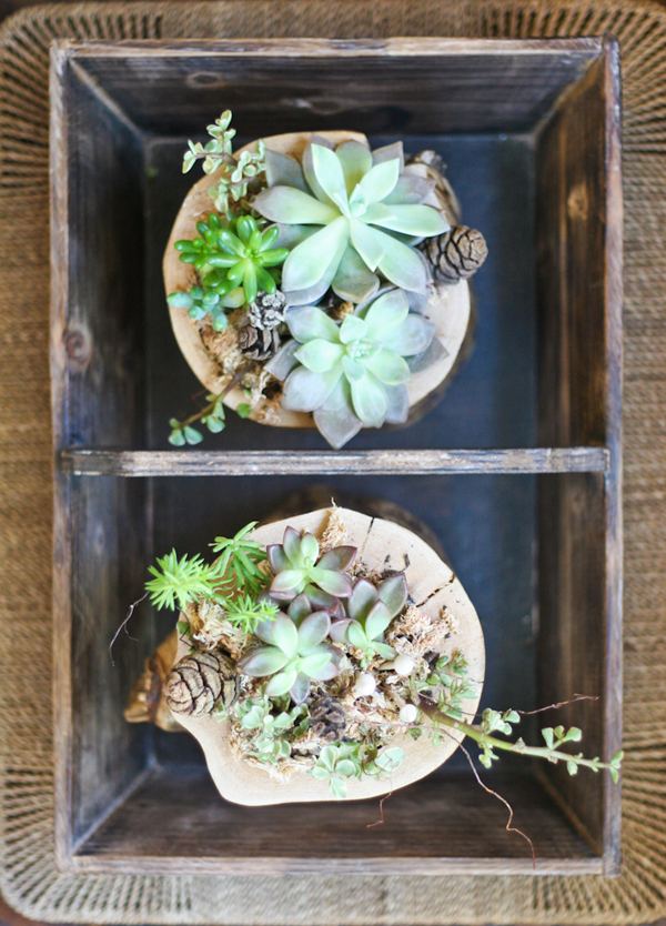 Kvetinový kvetináč kmeňových stromov izbové rastliny Kmeň stromu kvetináč kaktus izbové rastliny