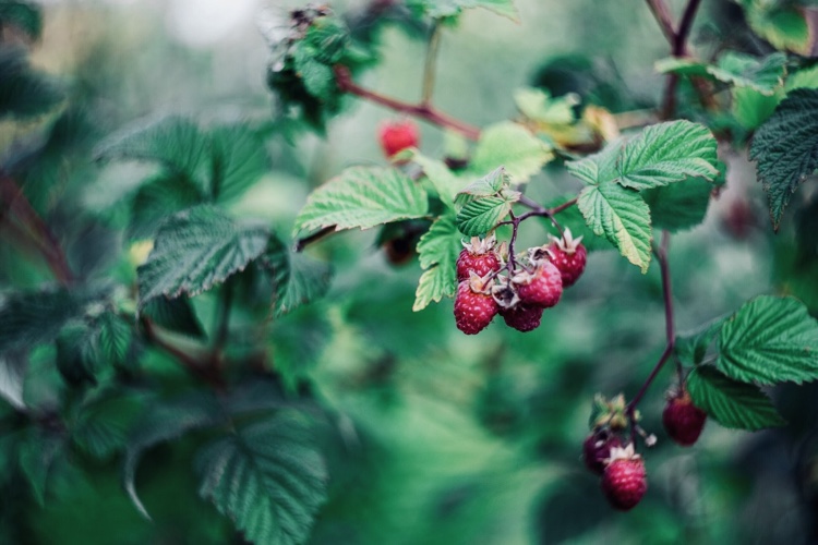 Berry kríky rezané maliny v lete a na jeseň