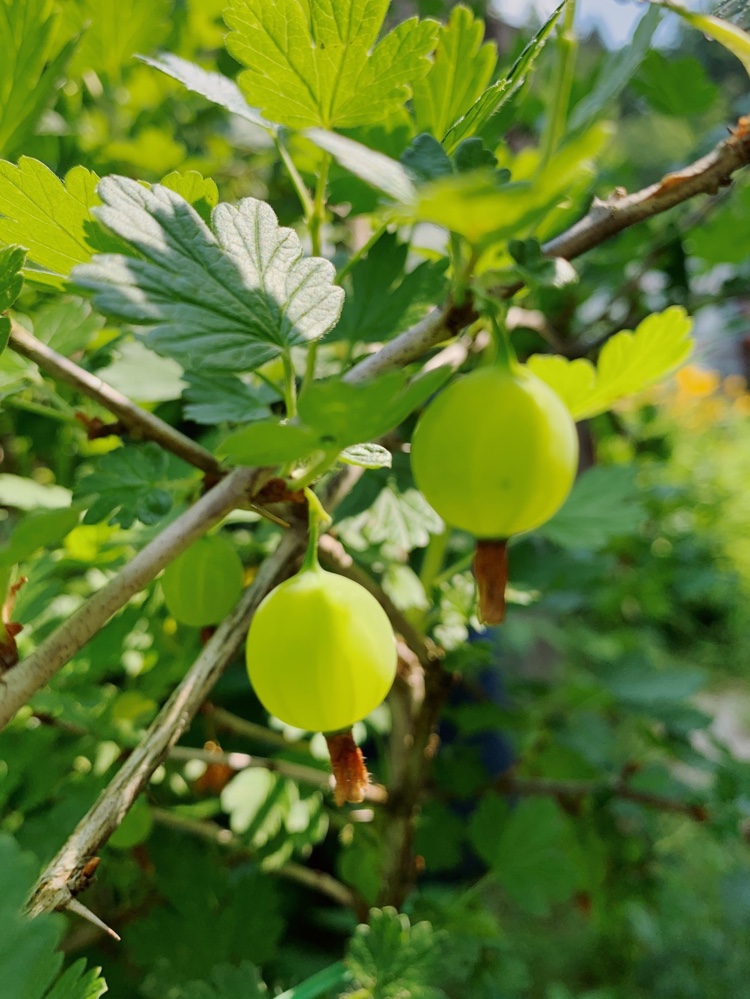 Bobuľové kríky ako egreše pokrájajte, kedy a ako