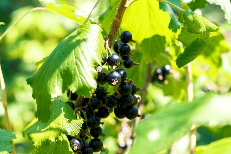 Ako a kedy nakrájať čierne ríbezle