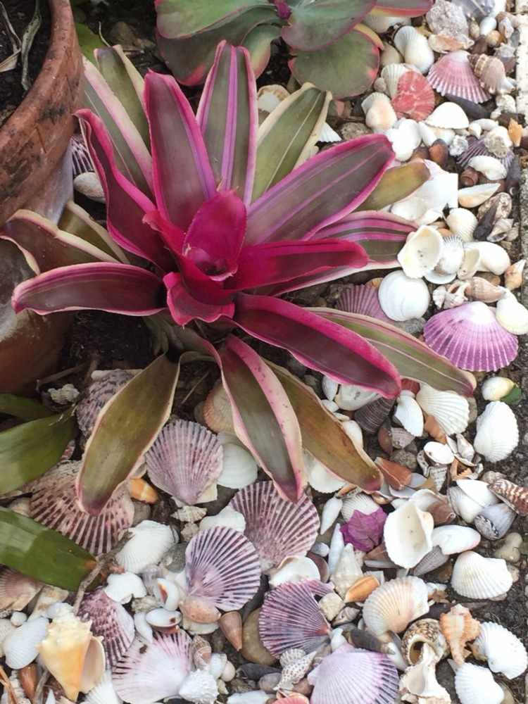 Mušle ako dekorácia a materiál pre terénne úpravy v námornom štýle