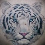 fehér tigris tetoválás - fotó a 29032016 kész minta megtestesítőjével 1