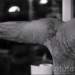 tetoválás fehér szárnyakkal - fotó a kész rajz egyik változatával a 29032016 -ból 1