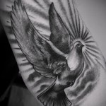 tetoválás fehér galamb - fotó a kész rajz egyik változatával a 29032016 -ból 3