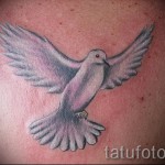 tetovált fehér galamb - fotó a kész rajz egyik változatával, 29032016 7