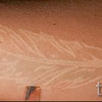 fehér toll tetoválás - fotó a kész rajz egyik változatával a 29032016 -ból 2