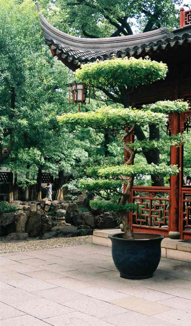 čínska záhrada rôznych záhradných štýlov pergola na sadenie stromov