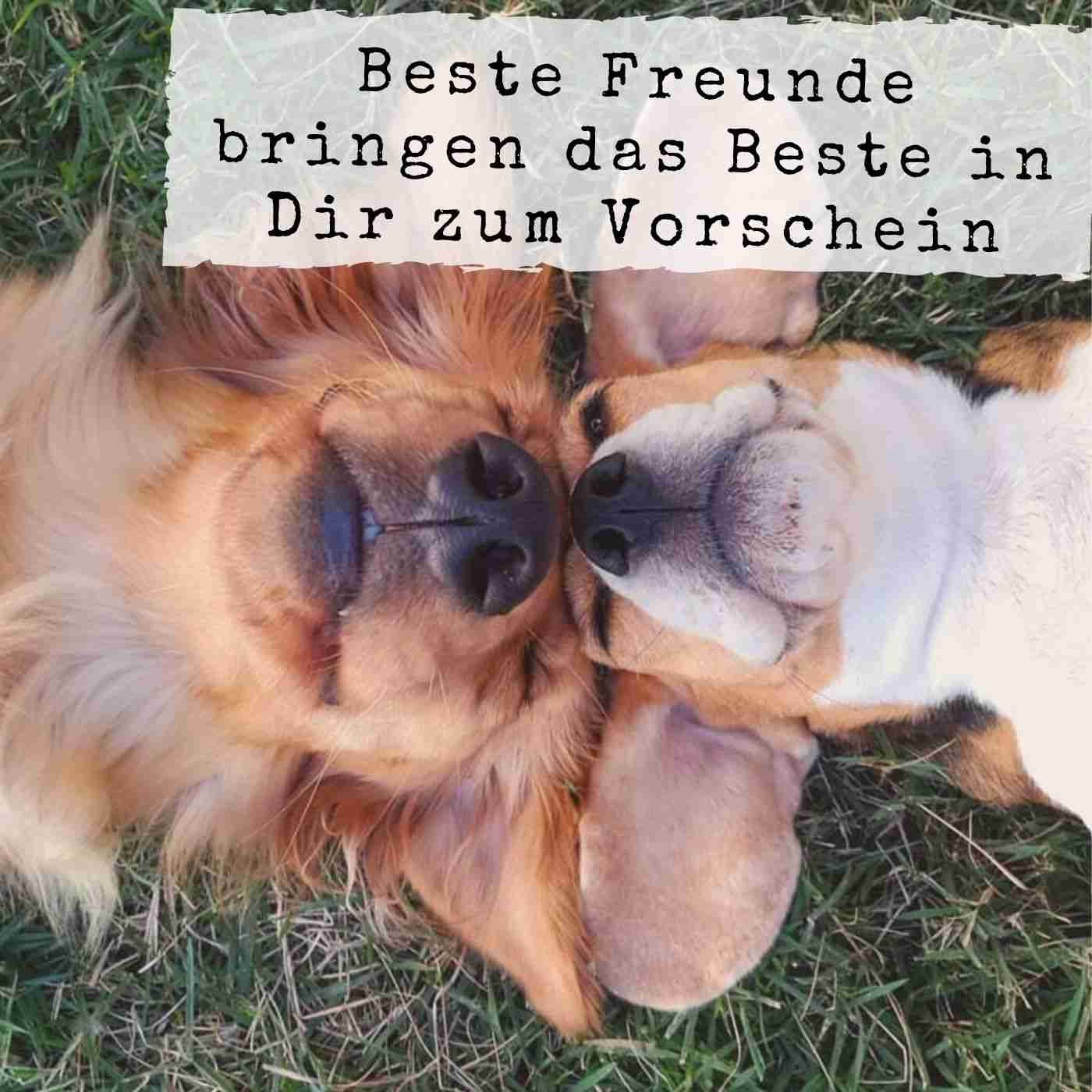 Výroky o priateľstve roztomilý WhatsApp obrázky zvierat