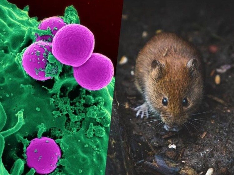 baktérie bubonického moru šíriace sa hlodavcami hryzením alebo škrabaním vzácnu infekčnú chorobu