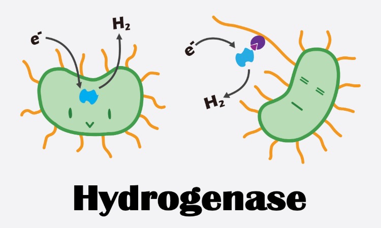 hydrogenázová animovaná ilustrácia s biologickými buničinami a molekulami vody