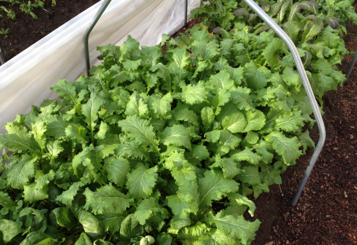 šalát z horčice šalát pikantné tipy na záhradné záhony