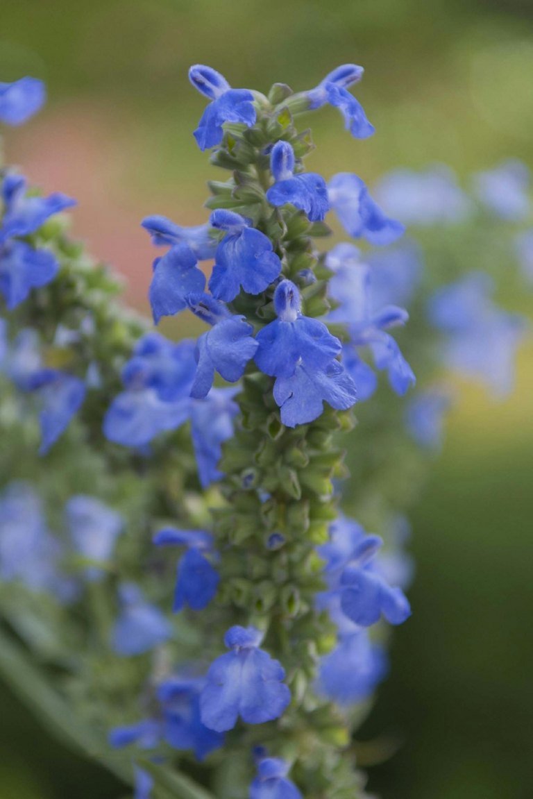 Okrasná šalvia Salvia azurea var. Grandiflora je obzvlášť modrá a krásna