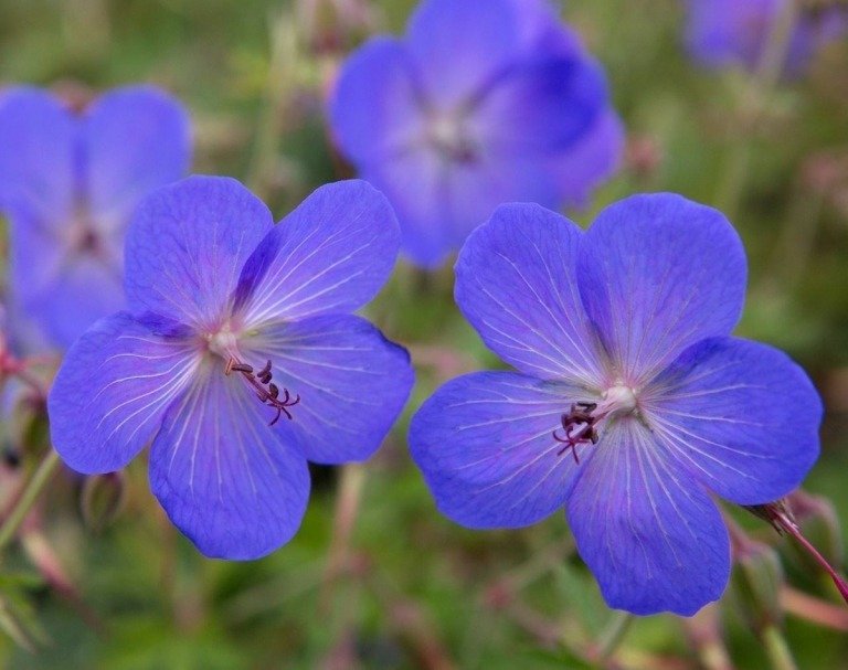 Cranesbill (Geranium) ako modrá kvitnúca trvalka so snovými kvetmi