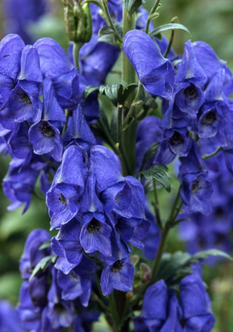 Mníšstvo (Aconitum carmichaelii) má zvončekovité kvety v modrej farbe