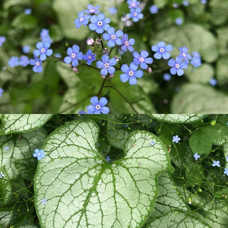 Nezábudka Kaukazu (Brunnera macrophylla) s modrými kvetmi a nádhernými listami