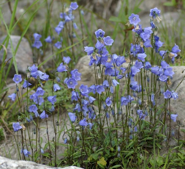 Nízky zvonček (Campanula cochlearifolia) na výsadbu v suchých oblastiach