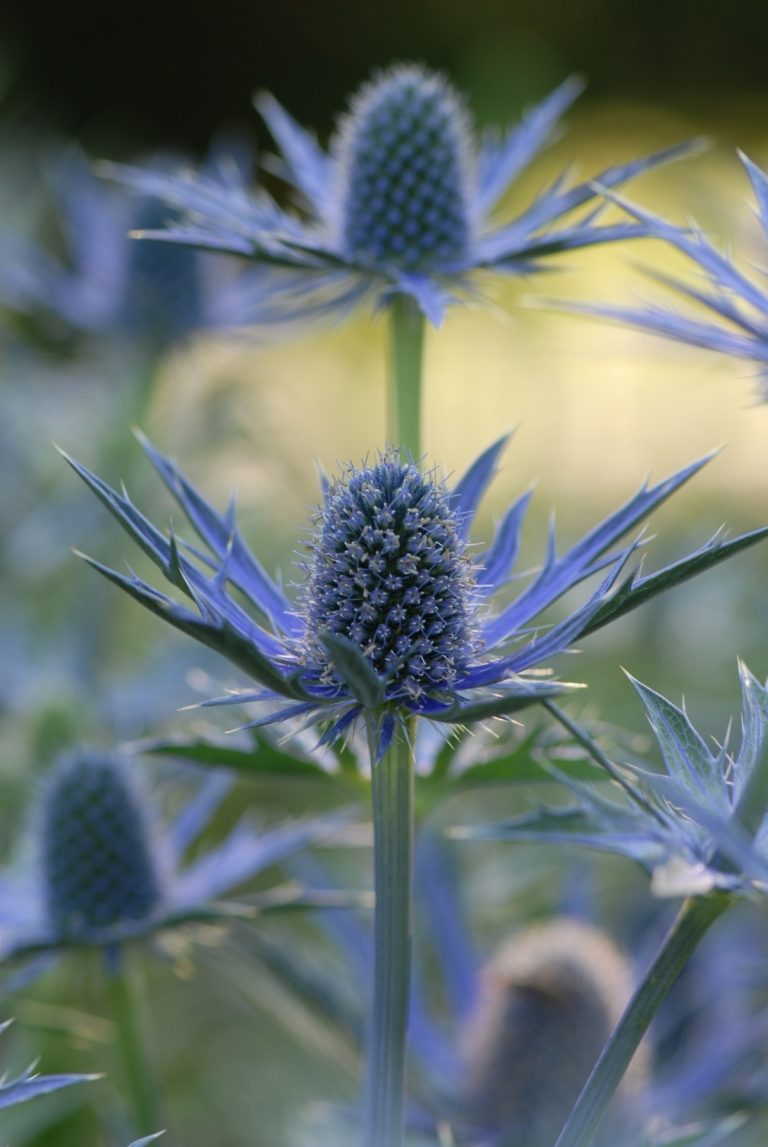 Malý záhradný vrh (Eryngium) so sférickými kvetmi v modrofialovej farbe