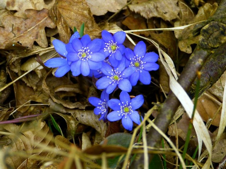 Pečienka obyčajná (Hepatica nobilis) s jemnými kvetmi v modrej farbe