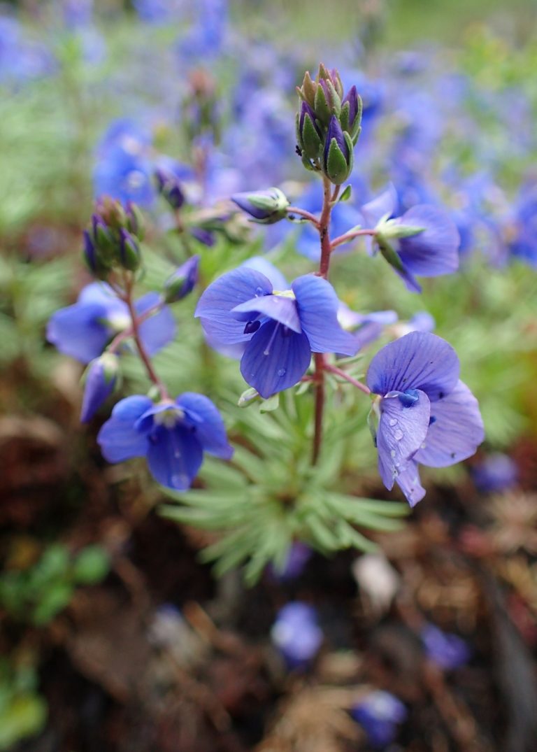 Arménsky koberec Speedwell (Veronica armena) ako modro kvitnúca trvalka