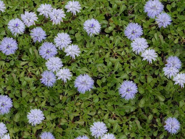 Stálezelený glóbus (Globularia cordifolia) s dobou kvitnutia začiatkom leta
