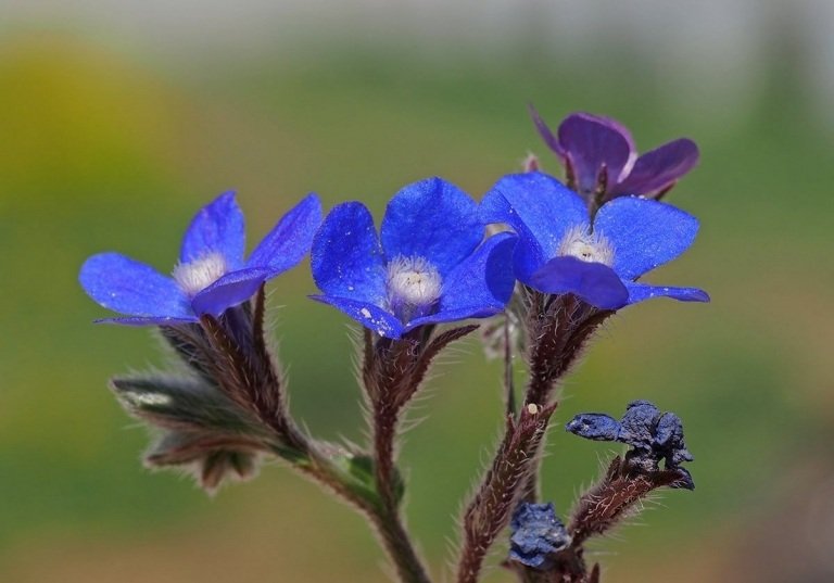 Volovec záhradný (Anchusa azurea) rastie do výšky a je odolný voči suchu