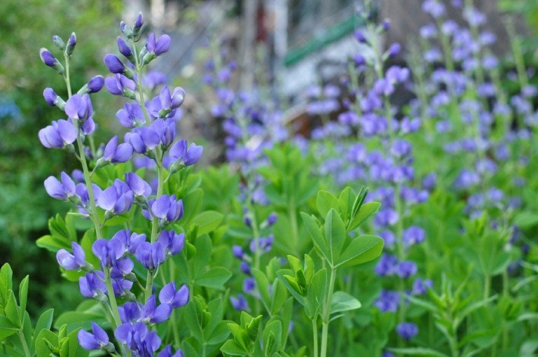 Modrý lusk (Baptisia australis) môže ozdobiť záhradu každého hobby záhradníka
