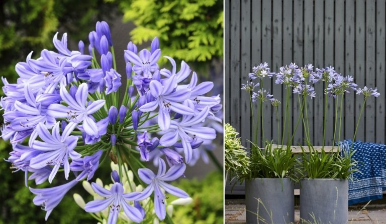 Do vedra sa hodí africká ľalia (Agapanthus) a treba ju prezimovať