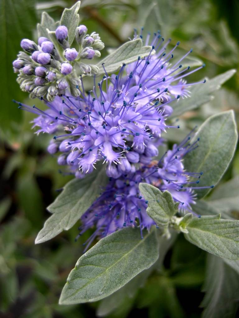 Kvet brady (Caryopteris x clandonensis) má zaujímavý kvet a jemne striebristé listy