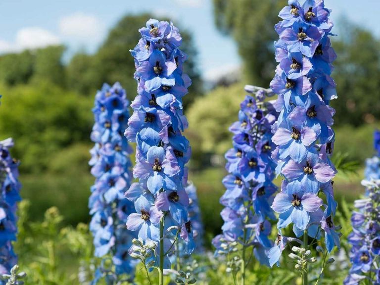 Delphinium sa dodáva v mnohých rôznych farbách, vrátane modrej