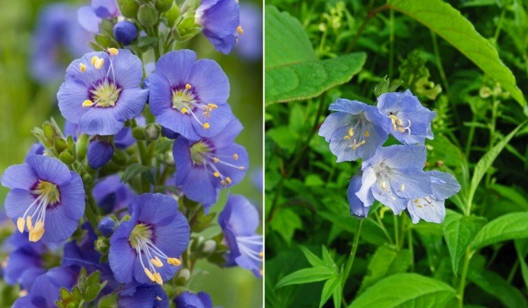 Jacobov rebrík (Polemonium caeruleum) kvitne v lete a má rád polotieň