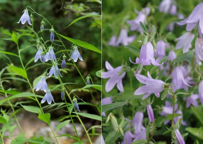 Kádinka (Adenophora liliiflora) ako kvitnúce trvalky do polotieňa