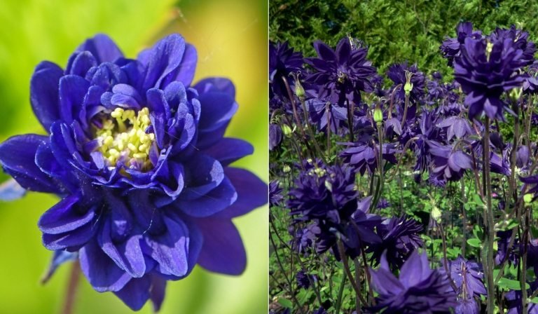Kvitnúce trvalky pre polotieň - Double Columbine 'Blue Barlow' (Aquilegia vulgaris var. Stellata)