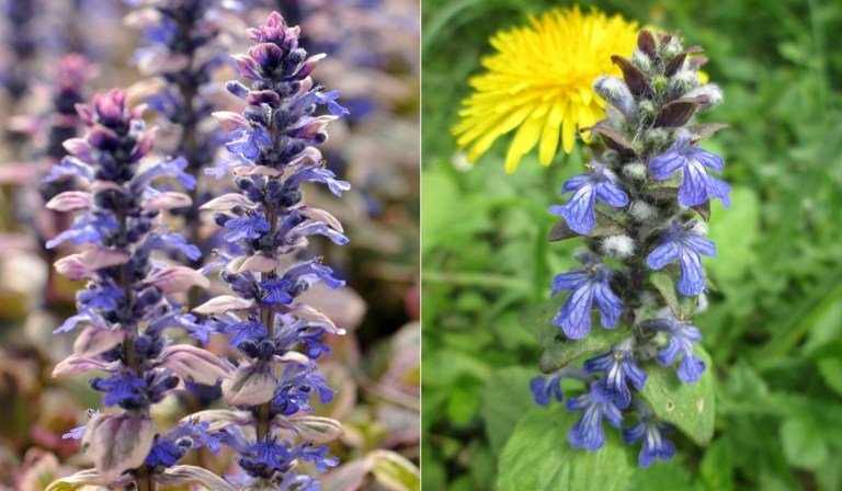 Kriech-Günsel (Ajuga reptans) v jemnej purpurovej alebo modrej ako kvitnúce trvalky pre čiastočný tieň