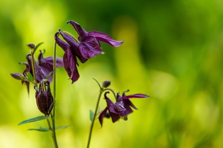 Čierna Columbine (Aquilegia atrata) s atraktívnymi kvetmi ako okrasný záhradný ker
