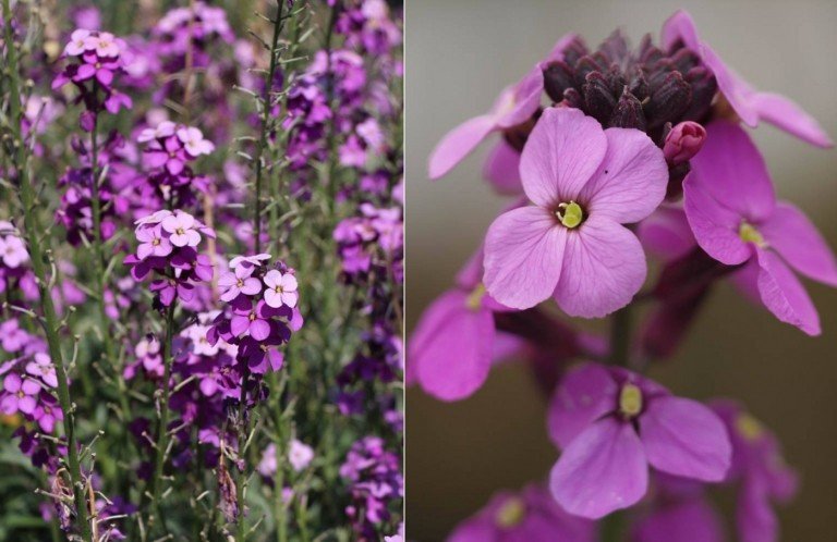 Zlatý lak „Bowles Mauve“ (Erysimum x cultorum) v romantickej purpurovej farbe ako záhradná rastlina