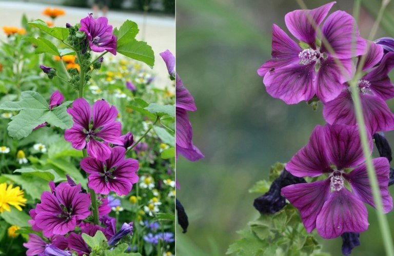 Slez lesný (Malva sylvestris) v atraktívnej purpurovej farbe pre čiastočne zatienené miesto