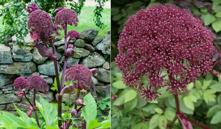 Červená angelika (Angelica gigas) v tmavočervenej farbe so zaujímavým guľovitým kvetom