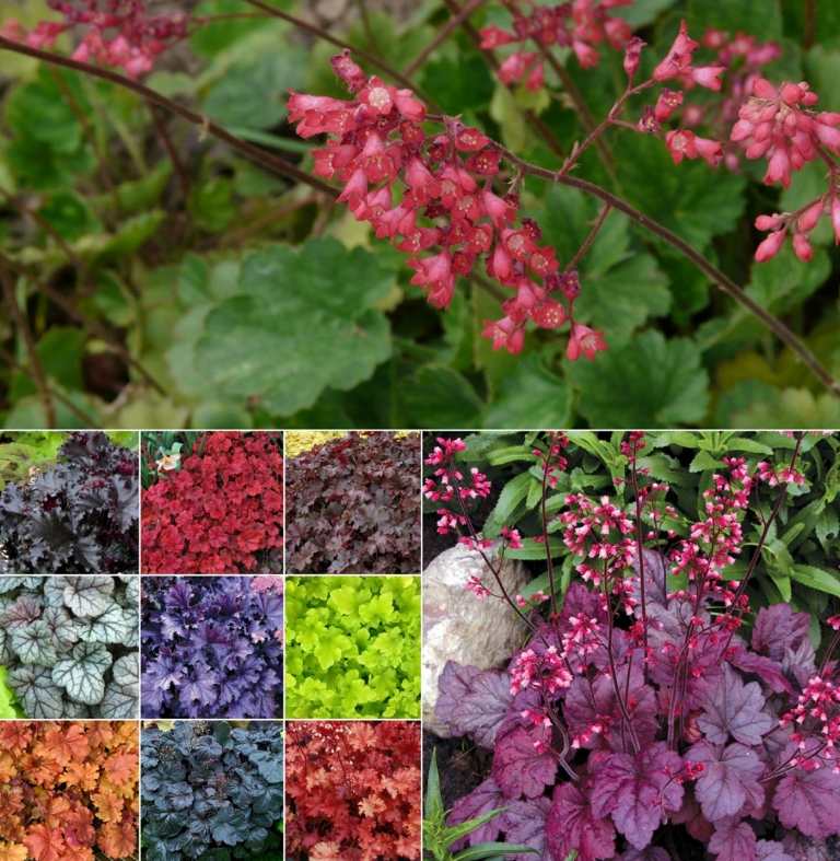 Fialové zvony (Heuchera) ako kvitnúce trvalky pre čiastočný tieň sú k dispozícii s farebnými listami