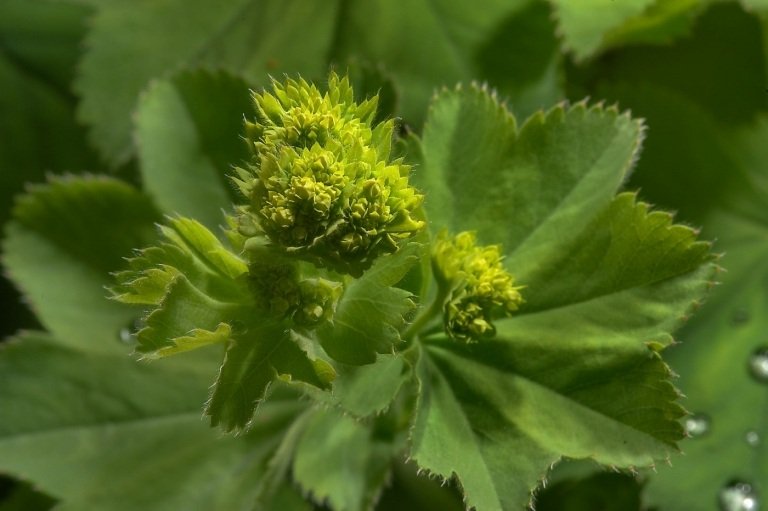 Dámsky plášť (Alchemilla vulgaris) je veľmi obľúbený pre záhradné úpravy