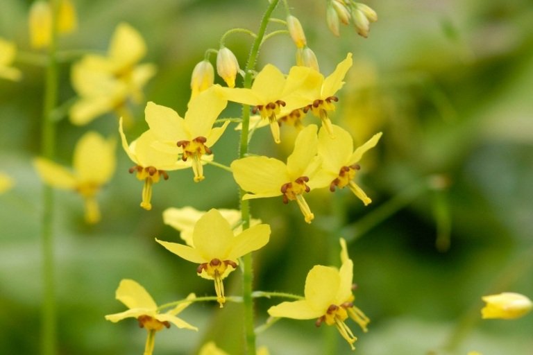 Zasaďte žltý elfí kvet (Epimedium) ako trvalku na záhon