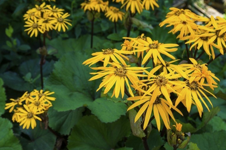 Ragwort (Ligularia) so žltými kvetmi a tkaninovým olistením v niektorých odrodách