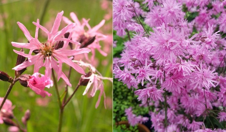Svetlý klinček ružového kukučky (Lychnis flos-cuculi) má svieže a jemné súkvetia