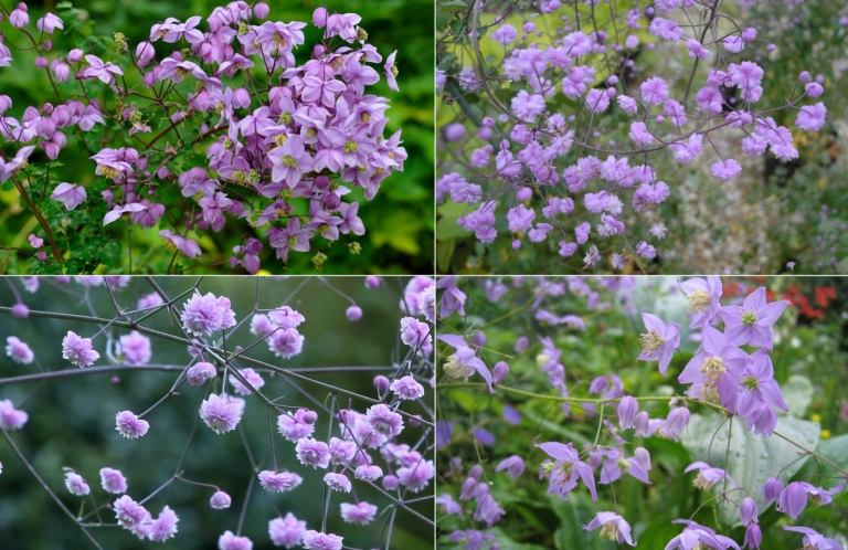 Luka lúčna (Thalictrum delavayi) v ružovej farbe s dvojitými a nenaplnenými kvetmi