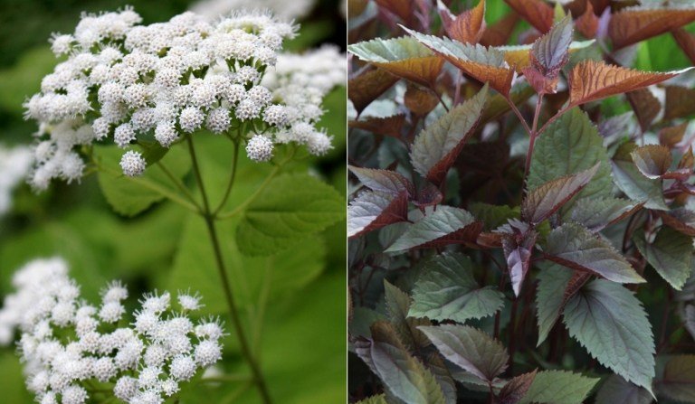 Tipy na starostlivosť o Ageratumdost (Ageratina altissima) ako kvitnúce trvalky pre čiastočný tieň