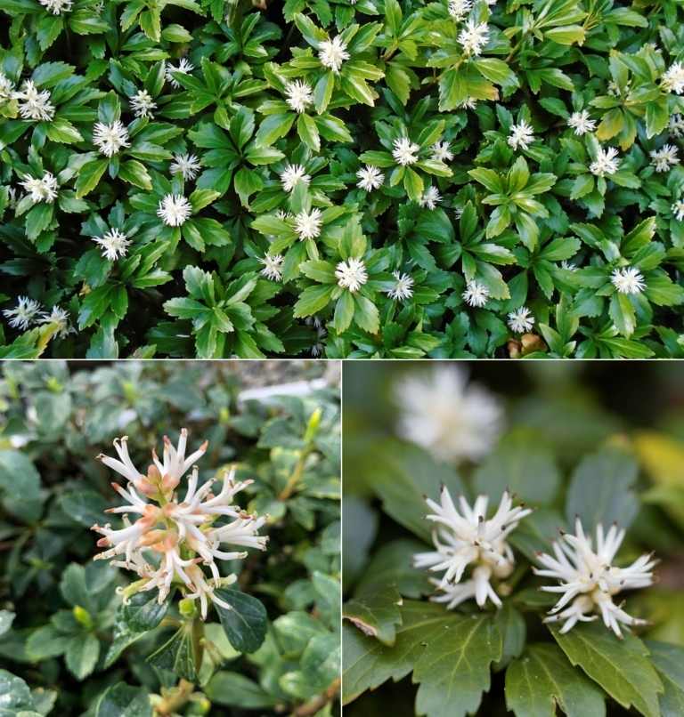 S tučným mužom (Pachysandra) môžete vytvoriť krásny kvetinový koberec