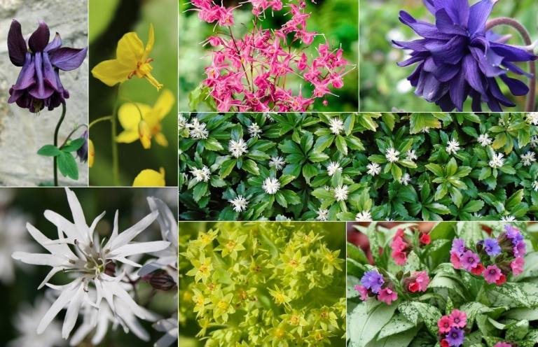 Kvitnúce trvalky pre polotieň ako svetlý klinček, orlíček, elfí kvet, tučný muž, dámsky plášť, pľúcnik