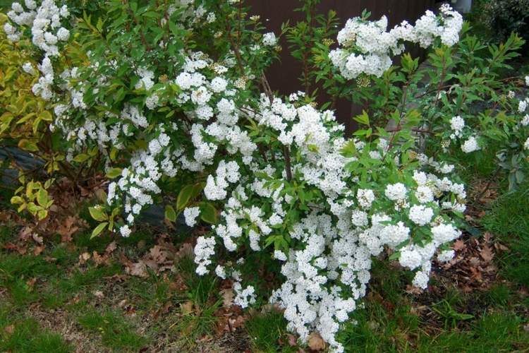 kvitnúce kríky-spiraea-vanhouttei-huebsch-deco-záhrada-začiatočníci